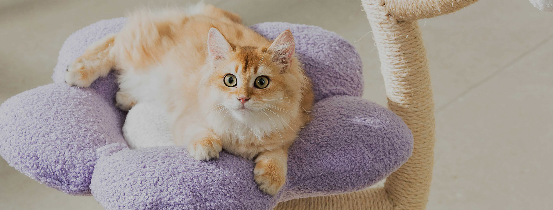 Hersteller von Katzenbäumen